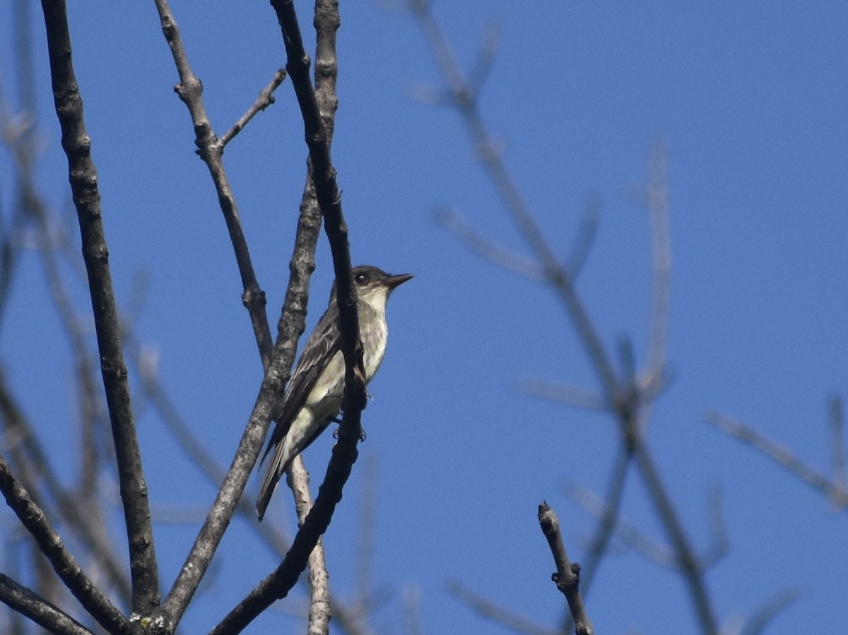 Olive-sided Flycatcher - Jonathan Sellman