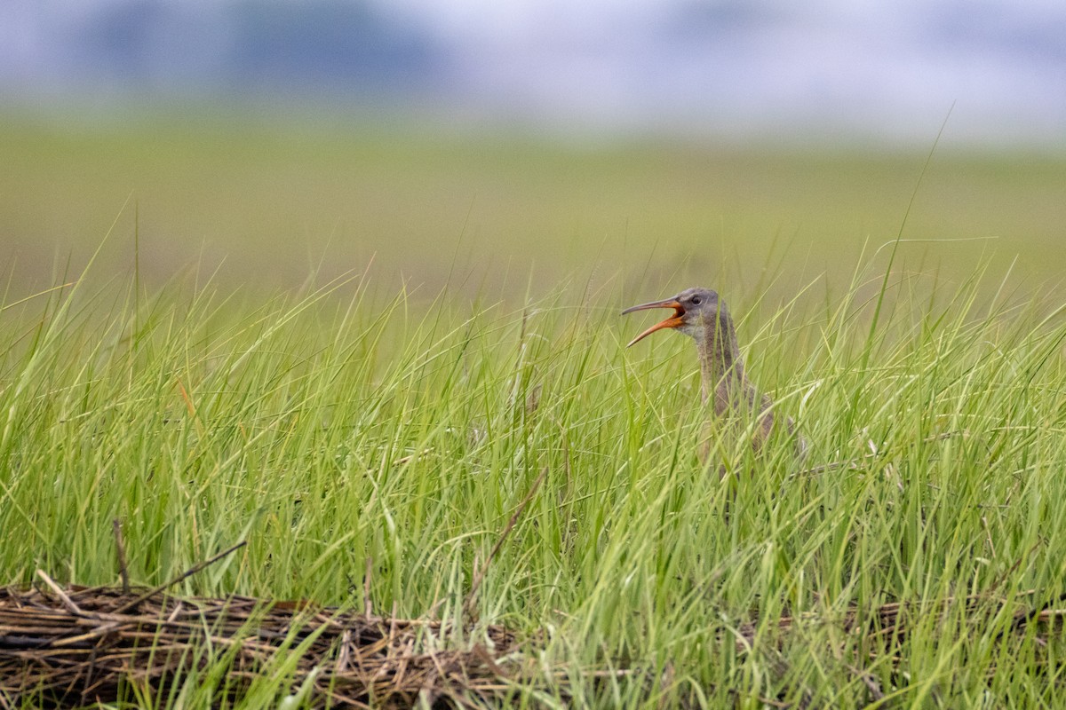 Clapper Rail - ML619315323