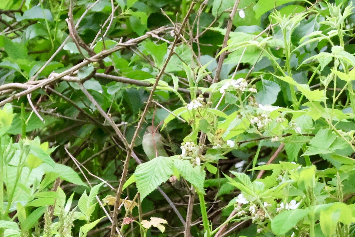 Alder Flycatcher - Tanya Burnett