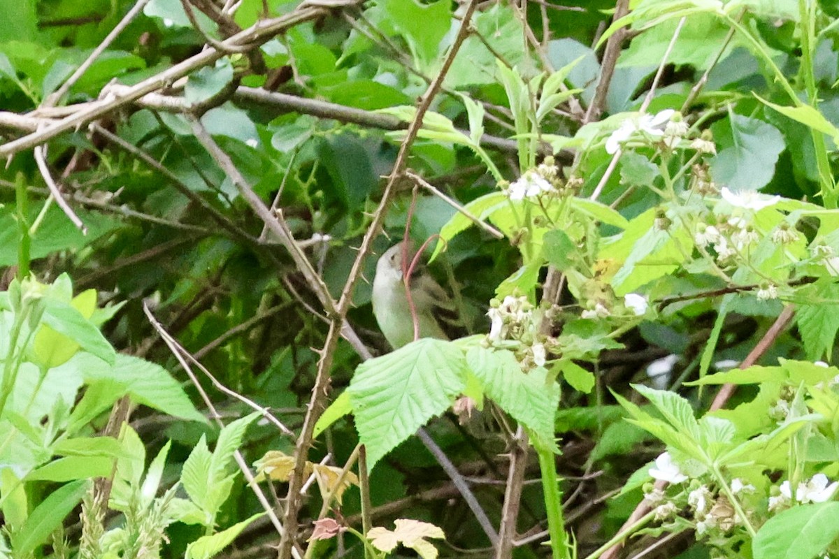 Alder Flycatcher - Tanya Burnett