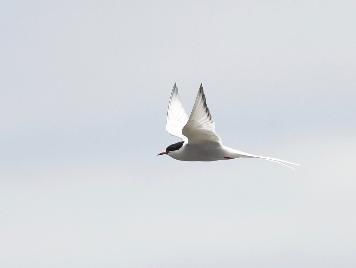 Arctic Tern - Peter Paul