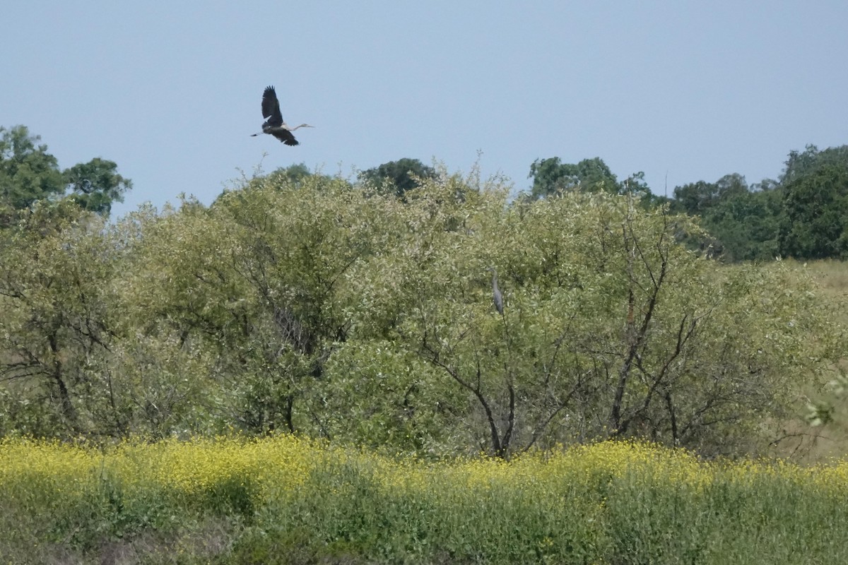 Great Blue Heron - Edward Rooks