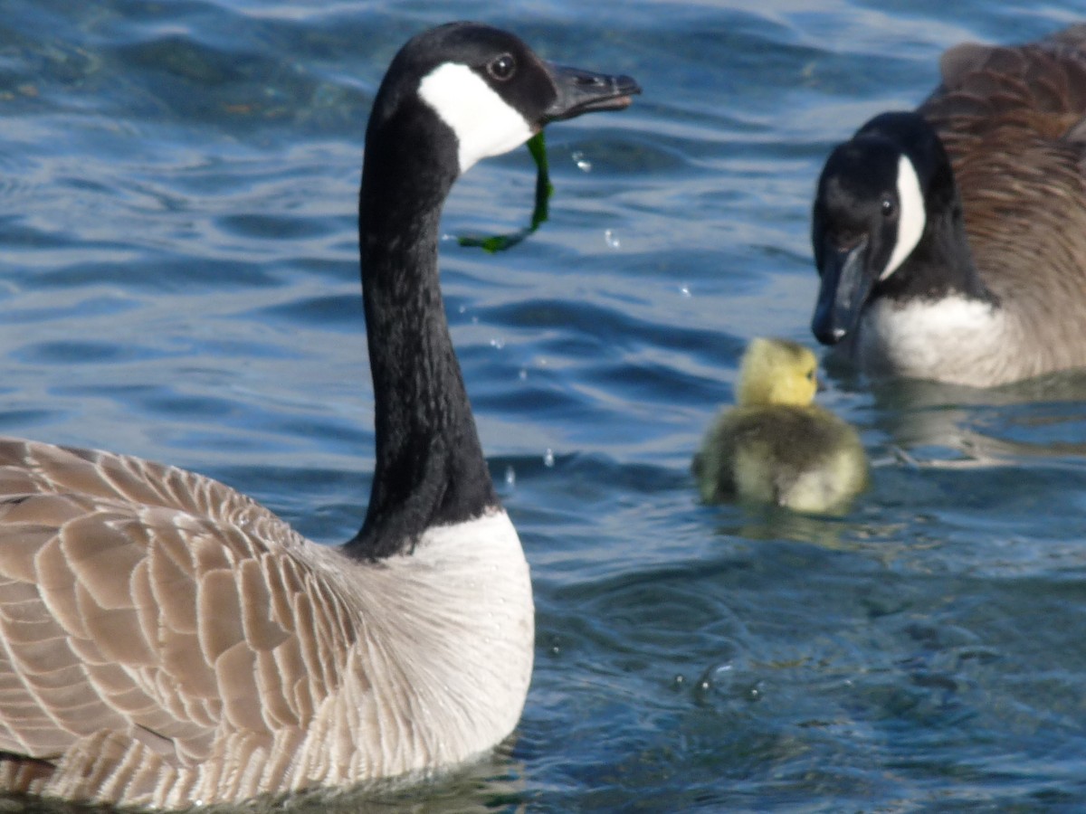 Canada Goose - ML619315358