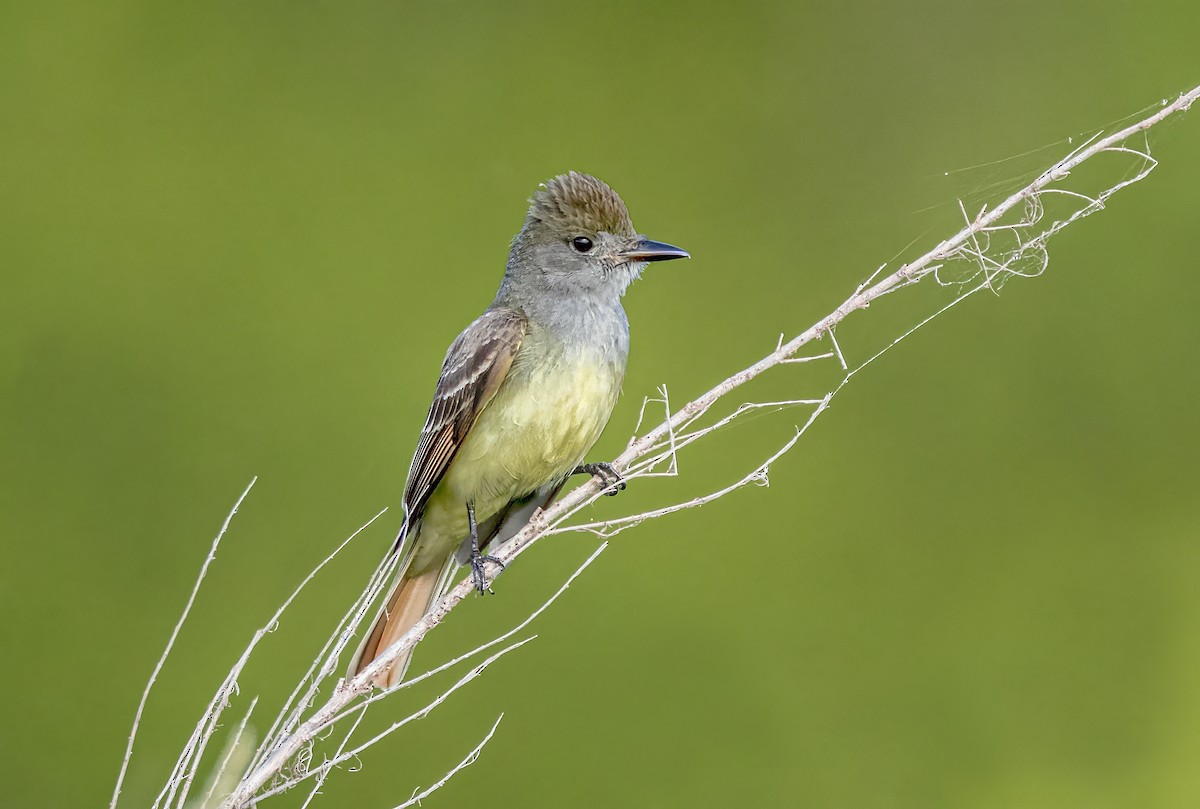 Great Crested Flycatcher - Doug Waters