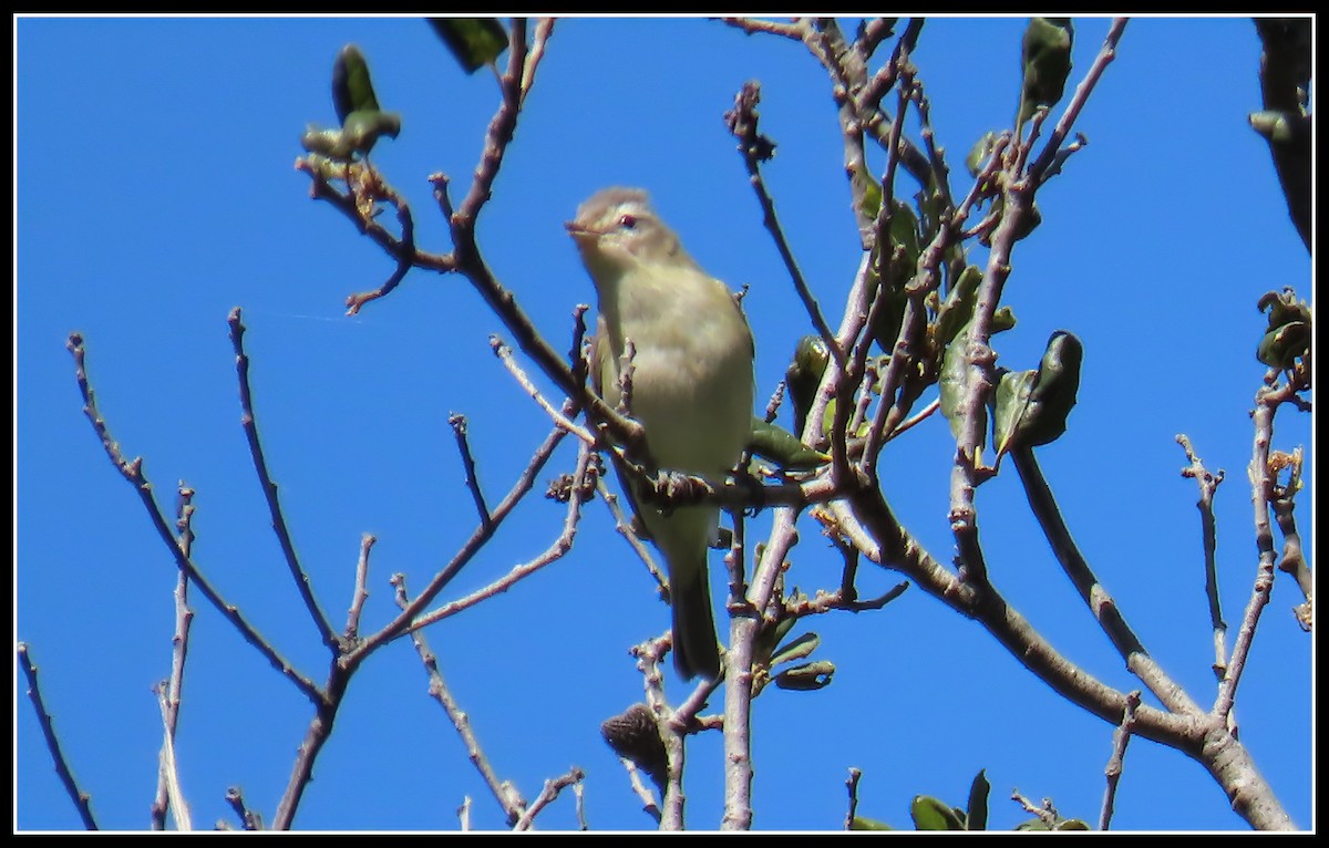 Warbling Vireo - Peter Gordon