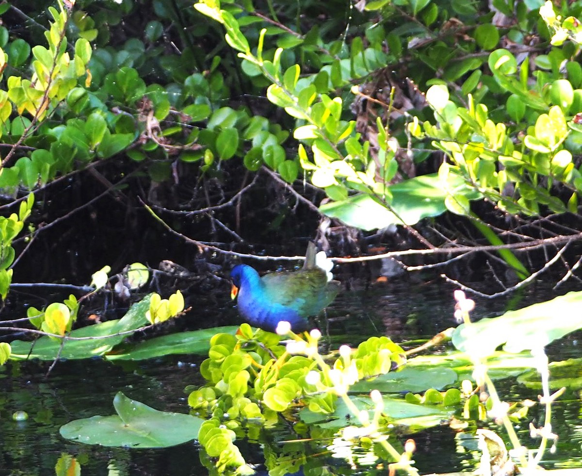 Purple Gallinule - ML619315419