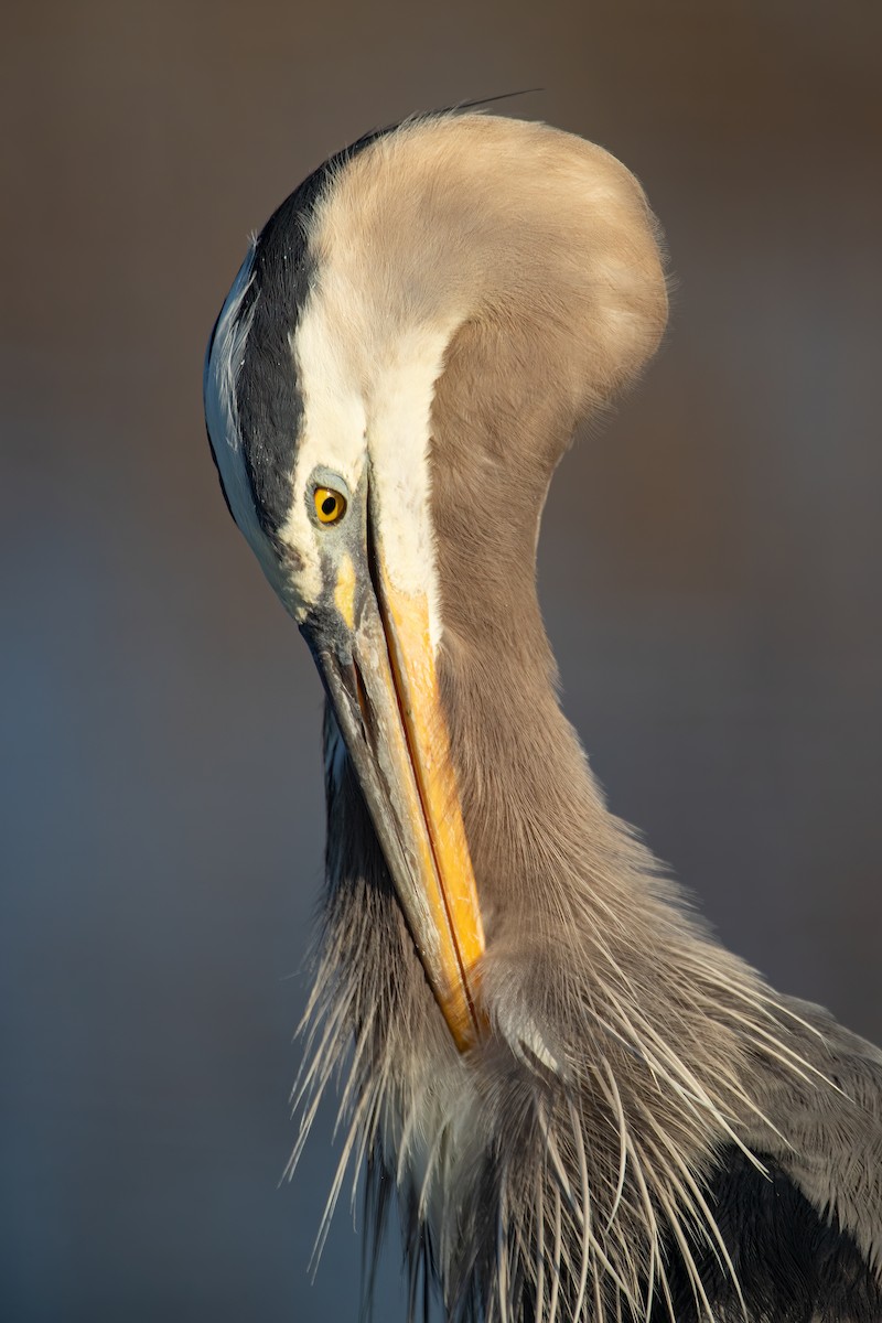 Great Blue Heron - Johnathan Mack