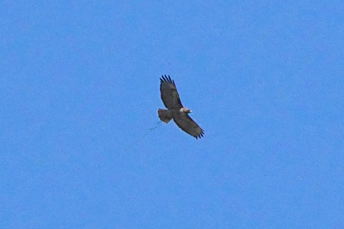 Red-tailed Hawk - Edward Rooks