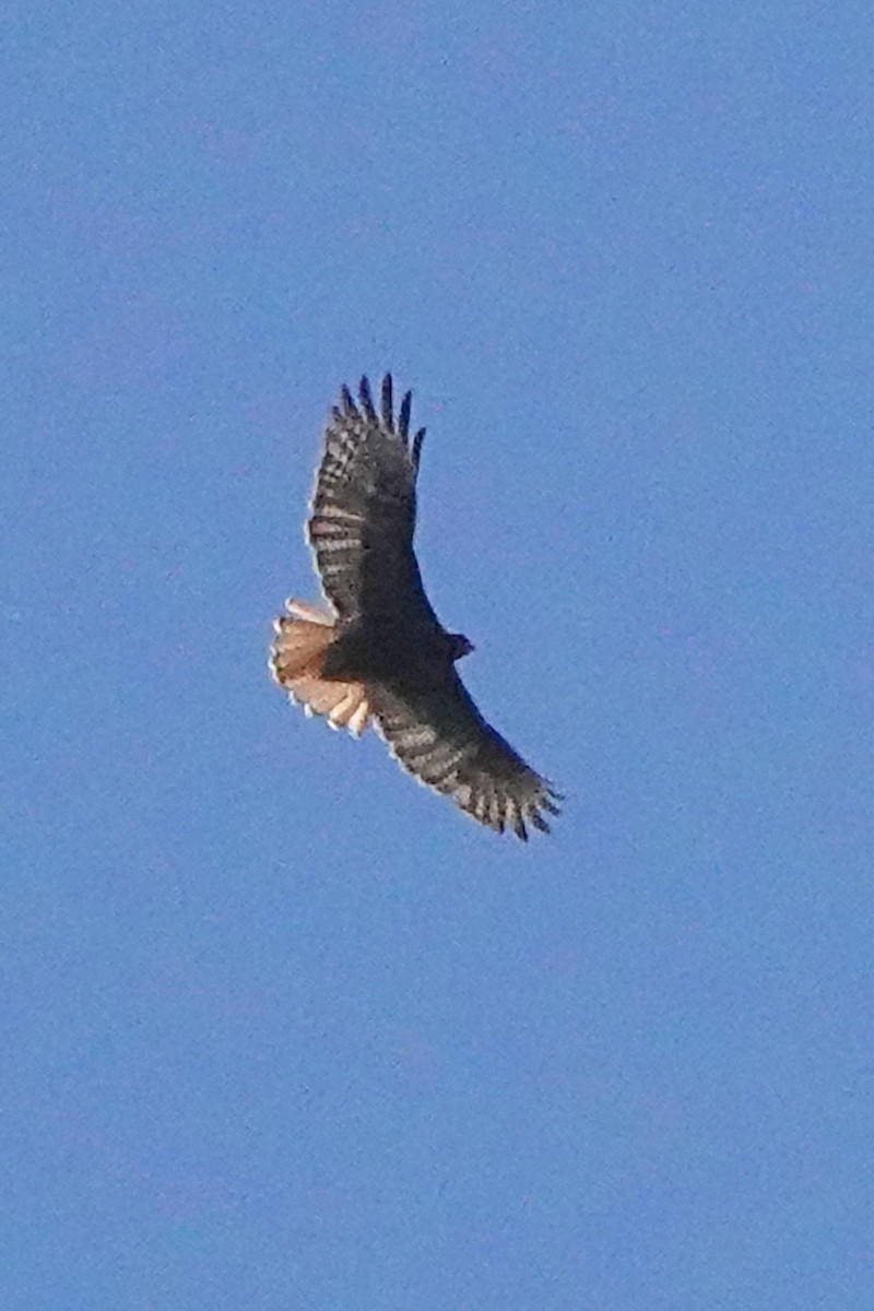 Red-tailed Hawk - ML619315444