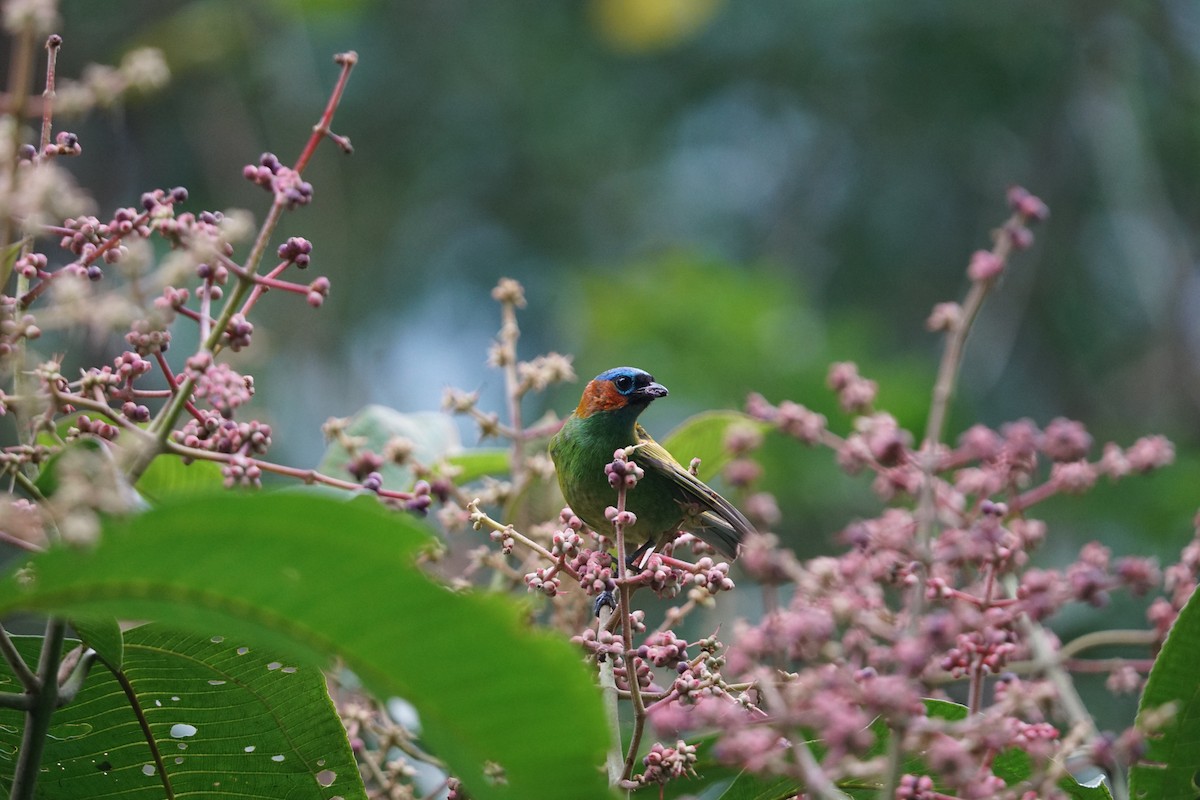 Red-necked Tanager - Daniel M Haddad - RJ