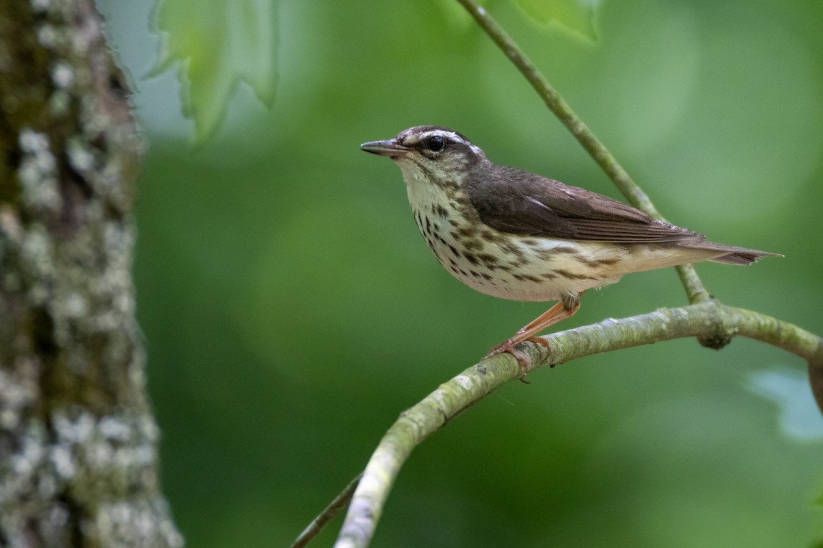 Louisiana Waterthrush - Sam Denenberg