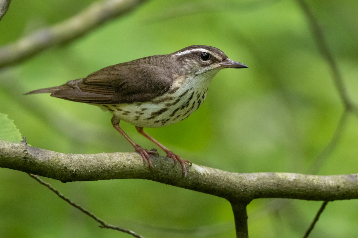 Louisiana Waterthrush - ML619315473