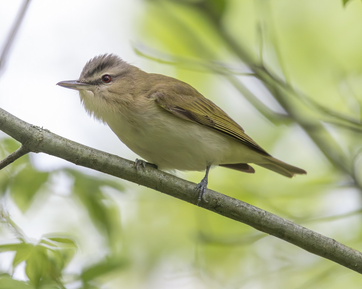 Red-eyed Vireo - ML619315479