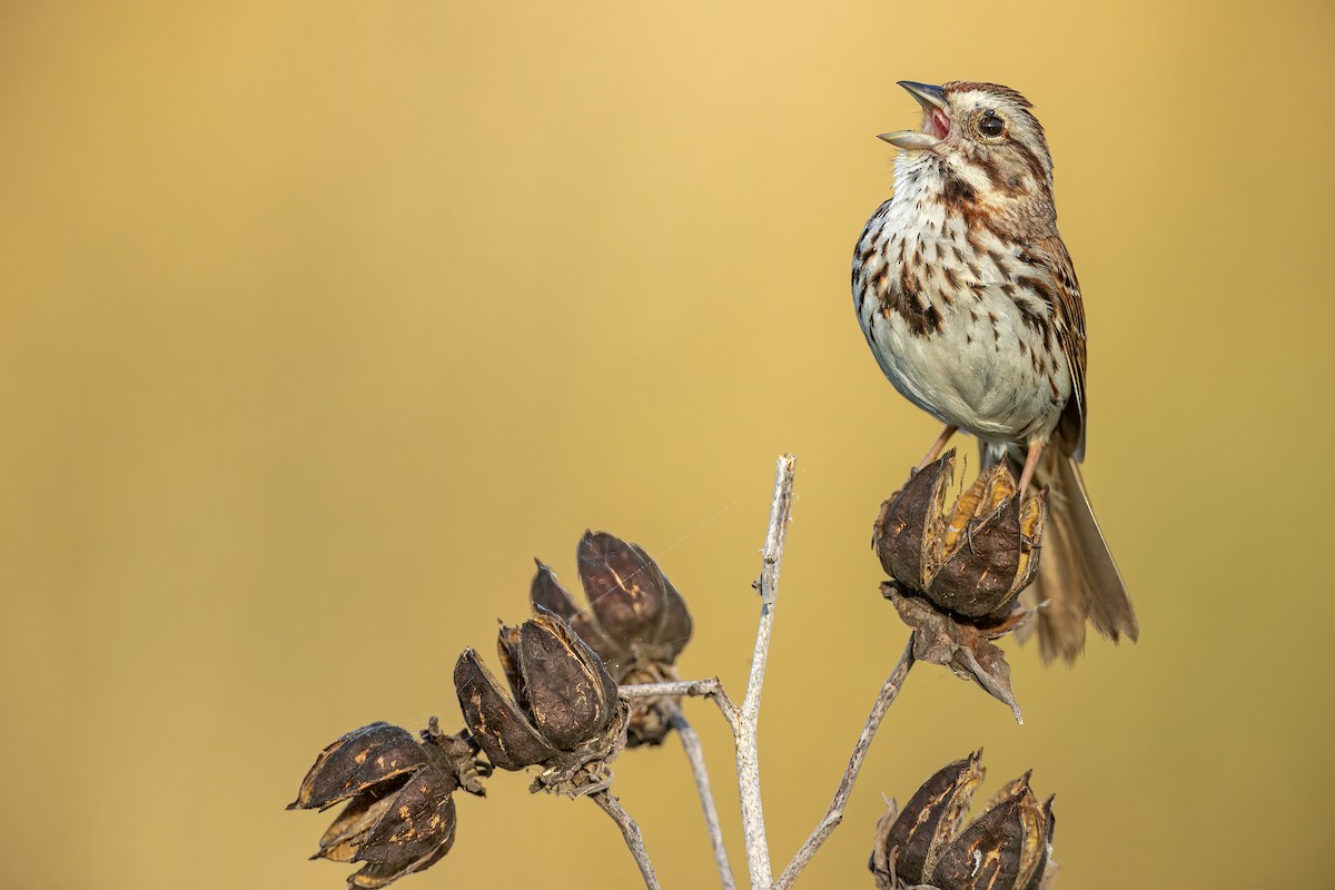 Song Sparrow - Johnathan Mack