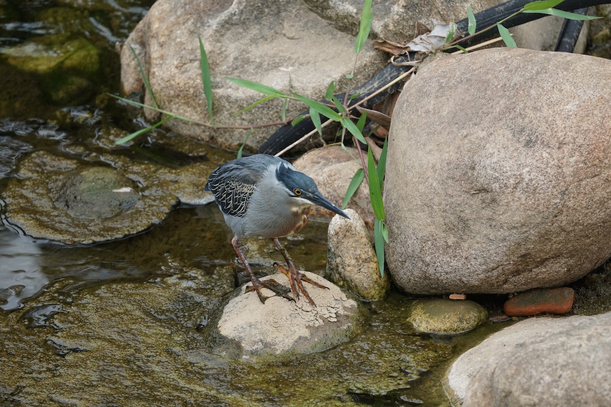 Striated Heron - Daniel M Haddad - RJ