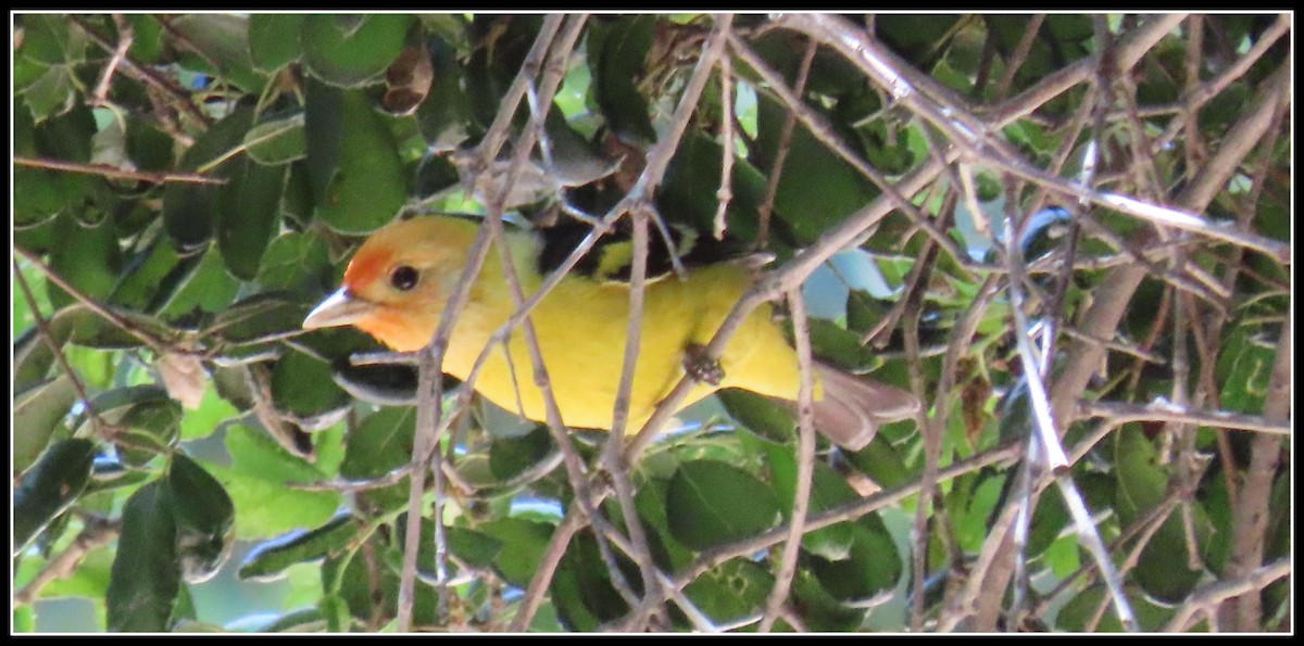 Western Tanager - Peter Gordon