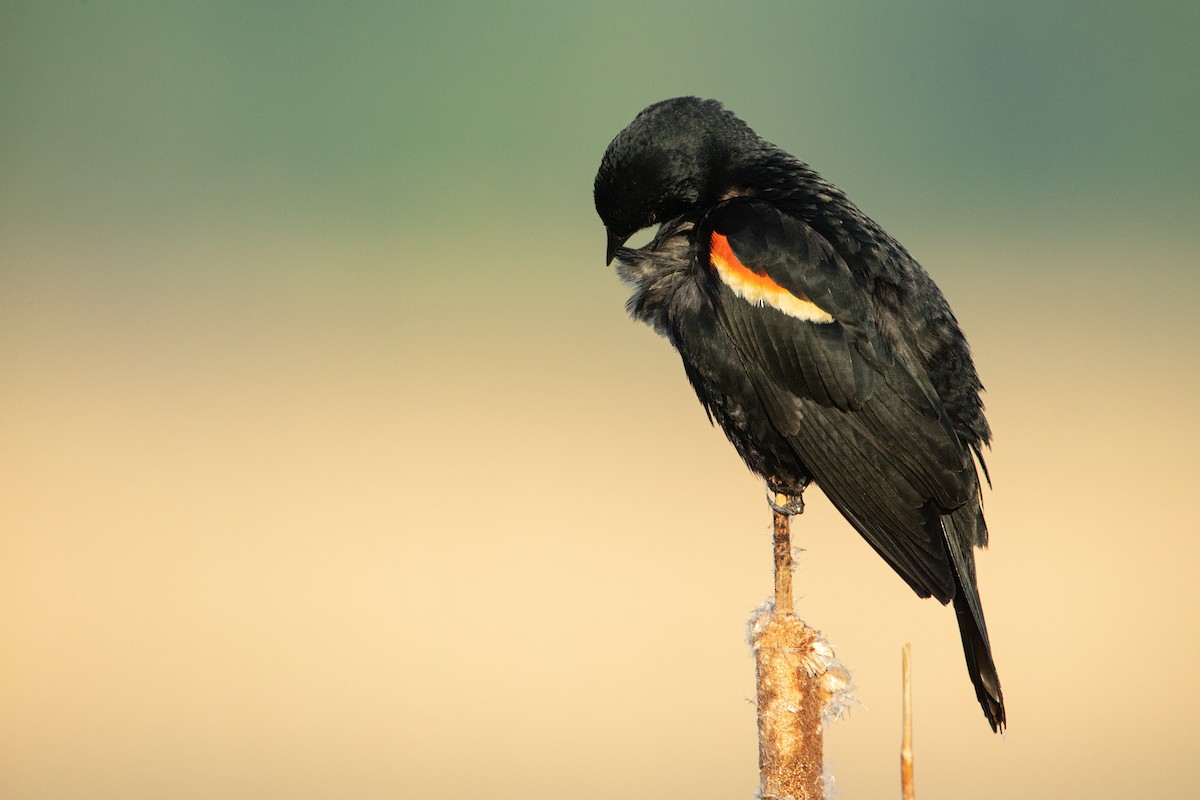 Red-winged Blackbird - Johnathan Mack