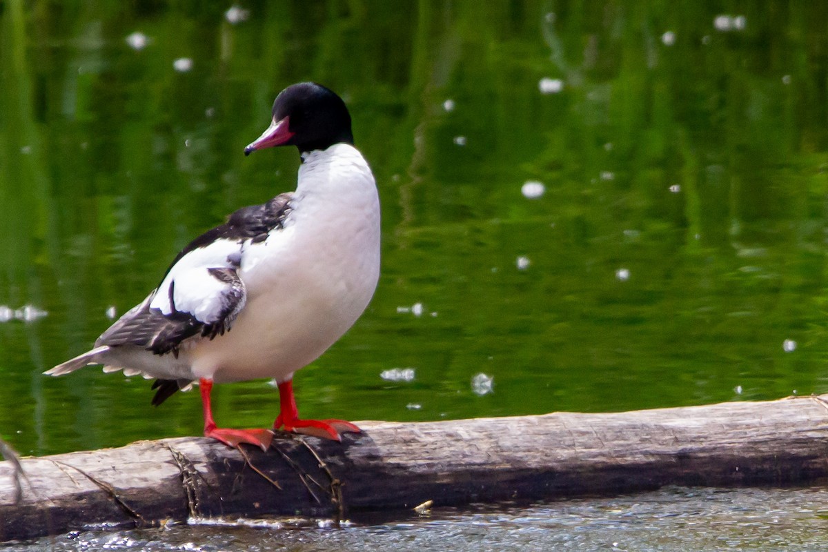 Common Merganser - ML619315516