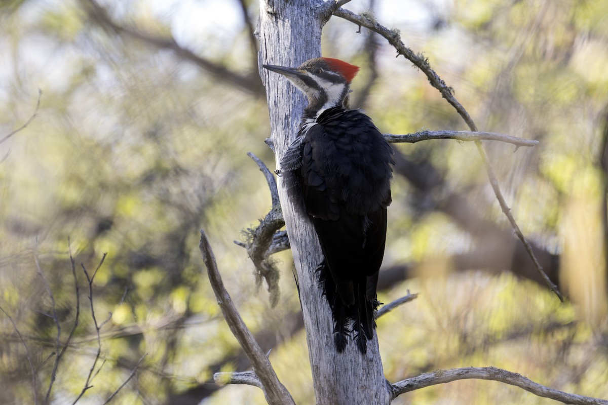Pileated Woodpecker - Barry Bruns