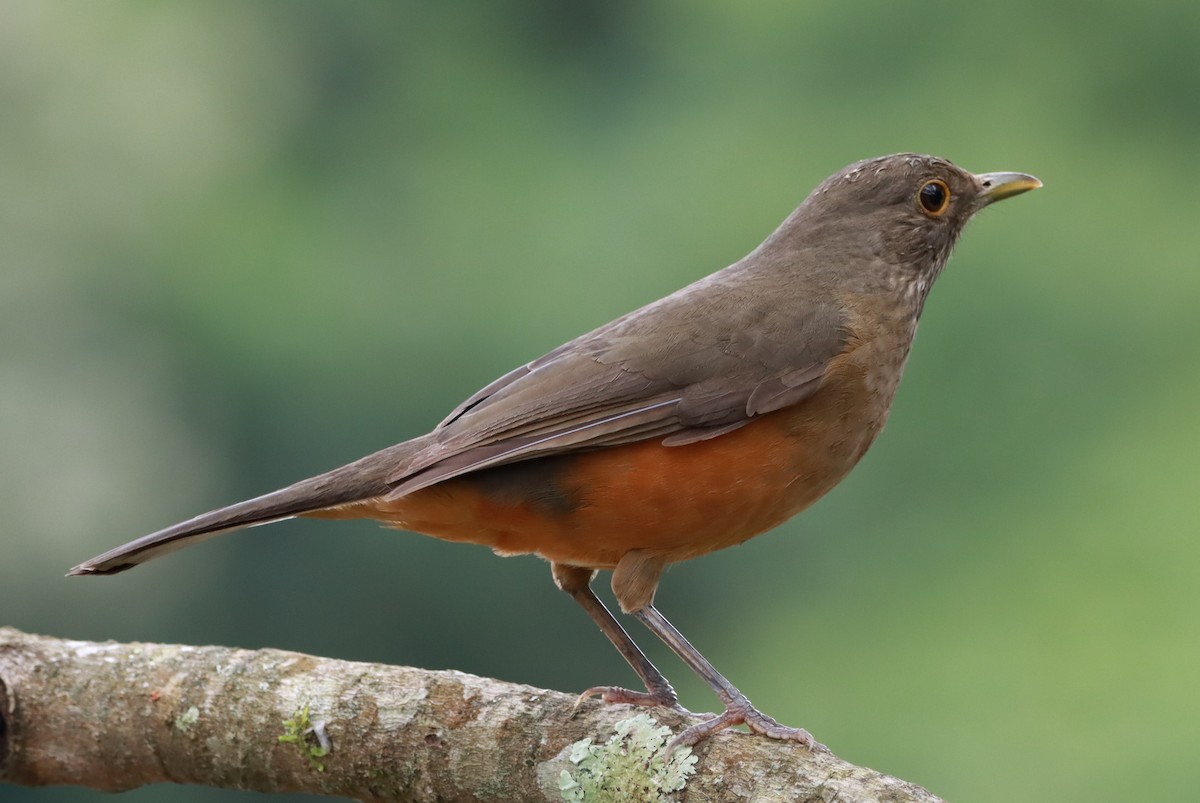 Rufous-bellied Thrush - João Paulo Durante