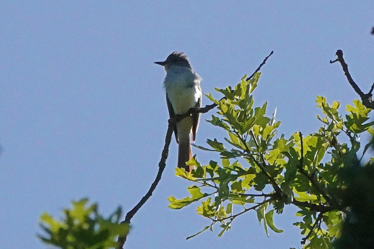 Ash-throated Flycatcher - Edward Rooks