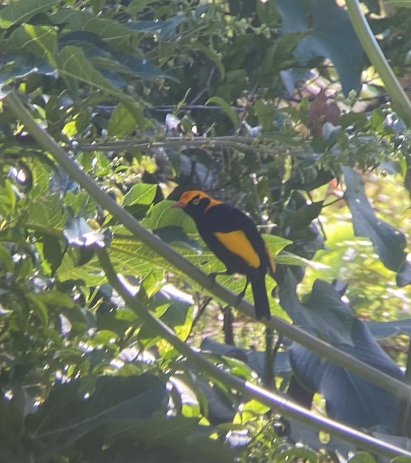 Regent Bowerbird - Henry  Coleman