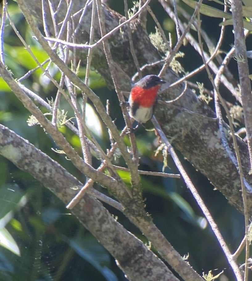 Mistletoebird - Henry  Coleman