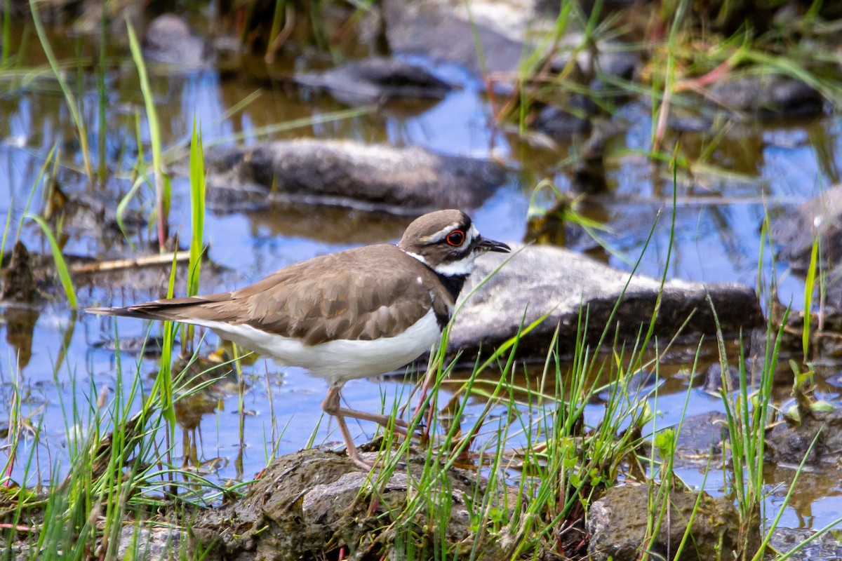 Killdeer - Kyle and Kristin