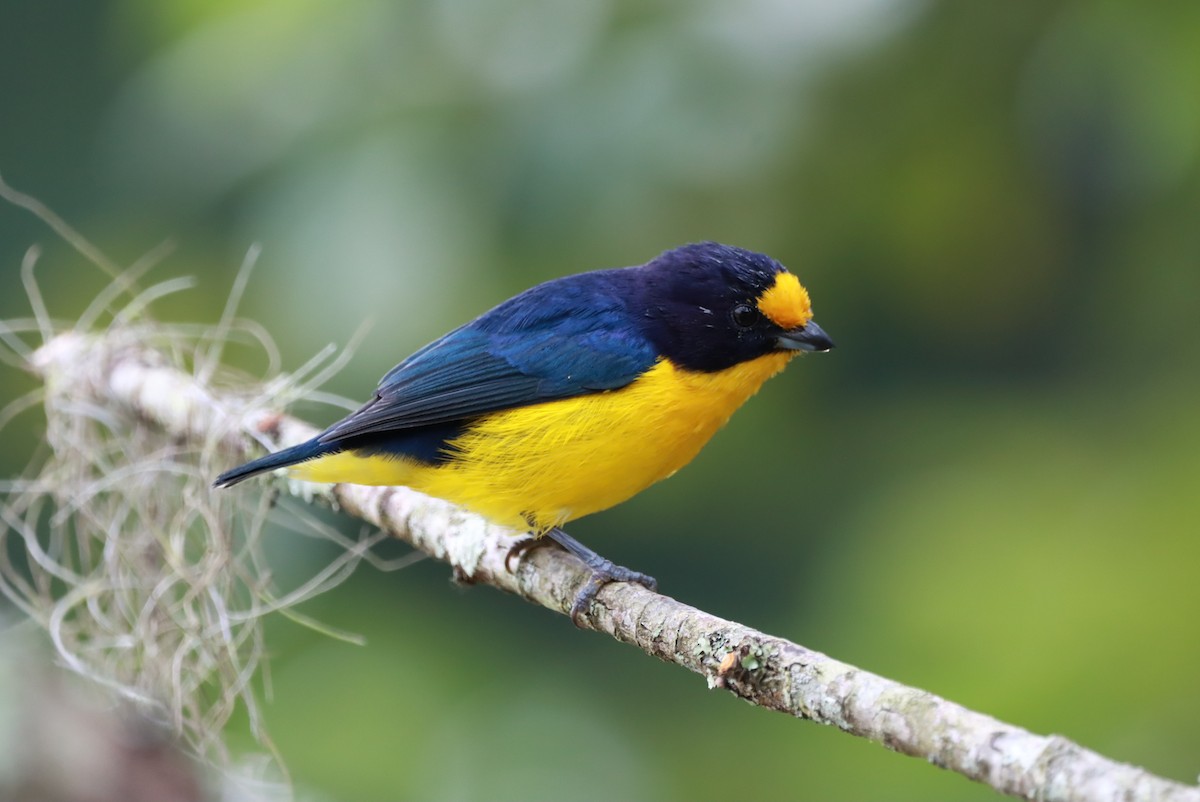 Violaceous Euphonia - João Paulo Durante