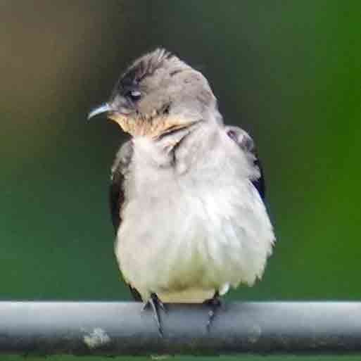 Southern Rough-winged Swallow - Basia Kruszewska