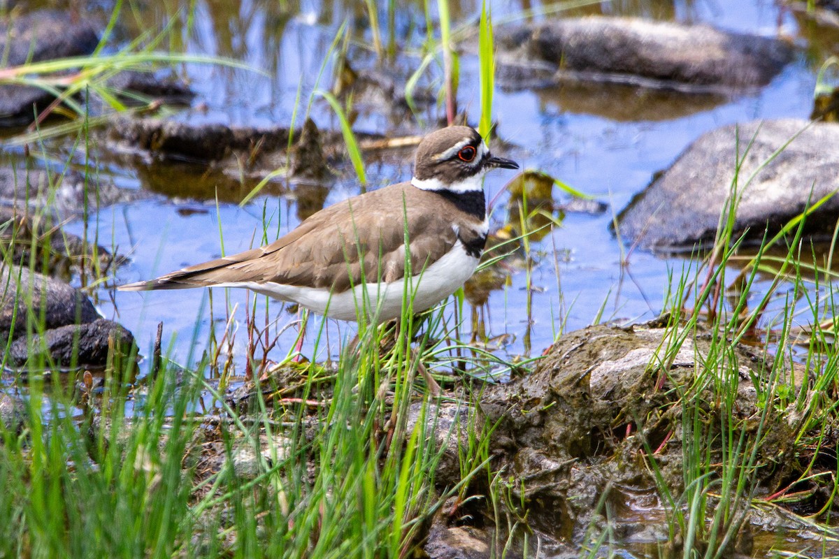 Killdeer - Kyle and Kristin