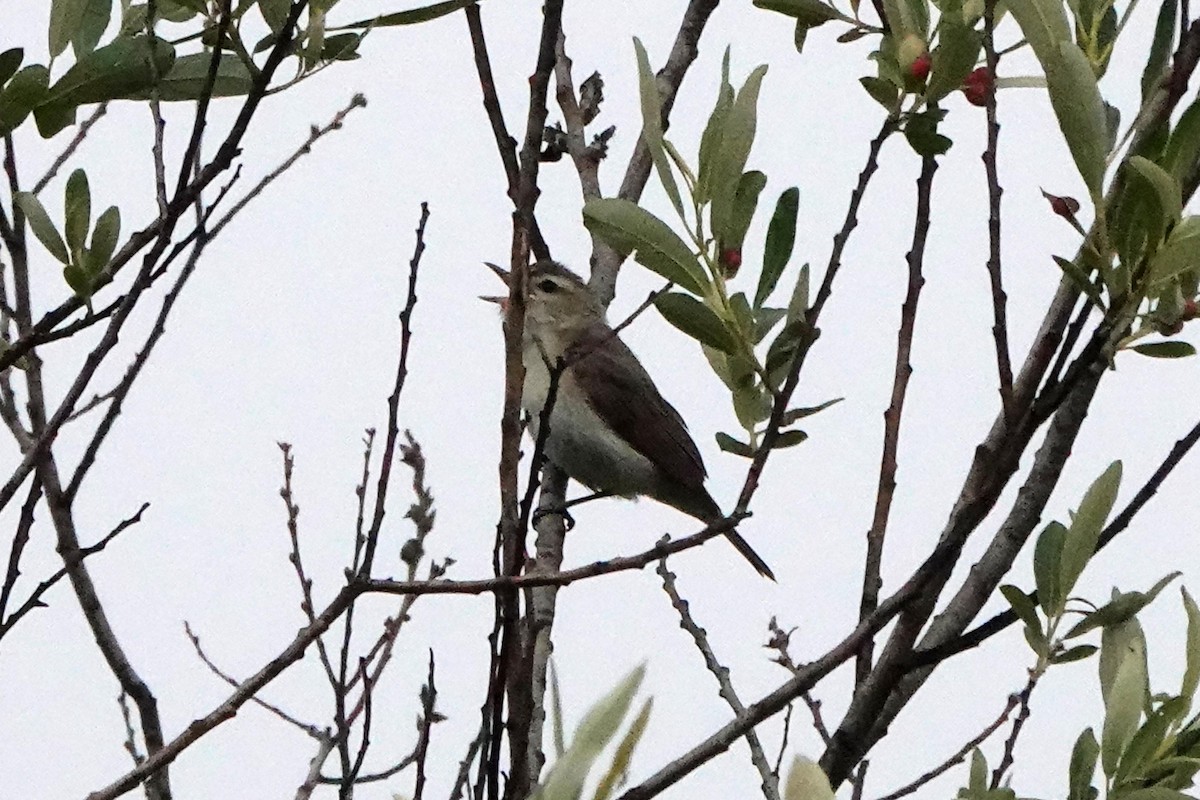 Warbling Vireo - Edward Rooks