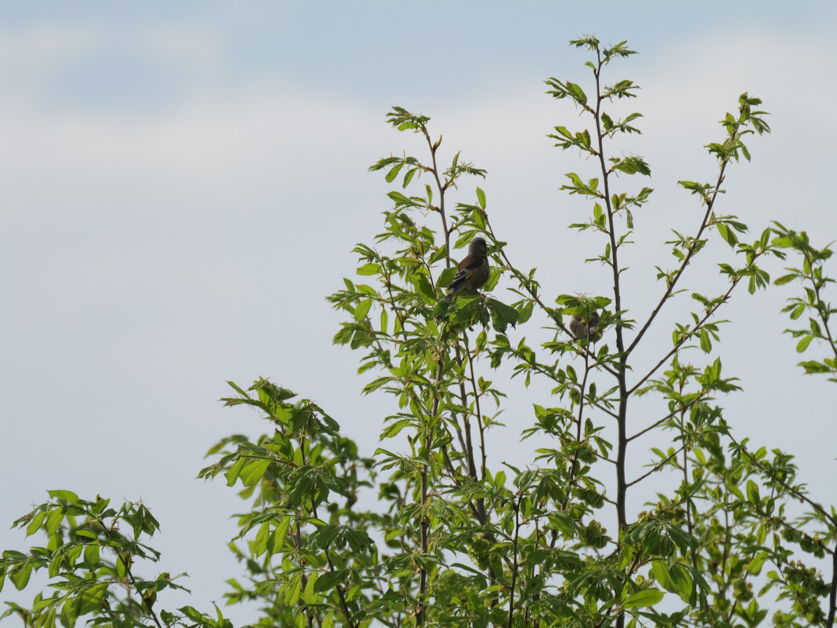 Oriental Greenfinch - としふみ しみず