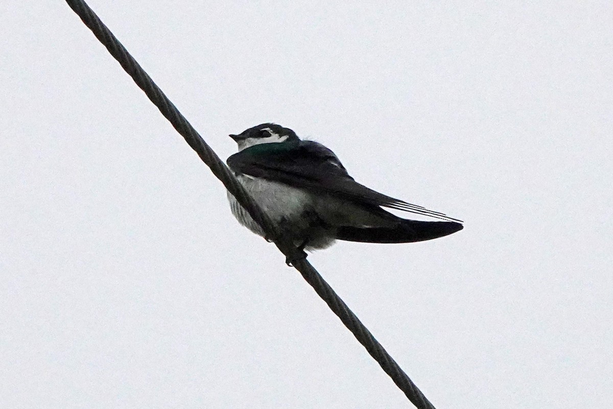 Violet-green Swallow - Edward Rooks