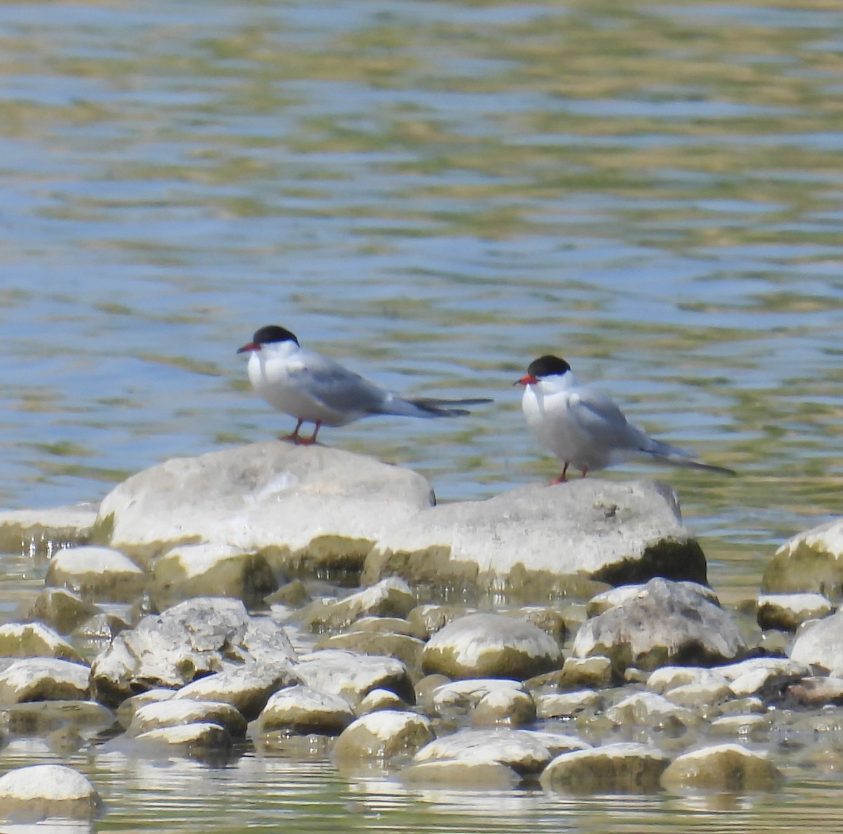 Common Tern - Hin Ki  & Queenie  Pong