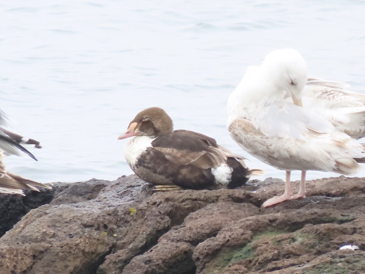 King Eider - Marguerite Winsor