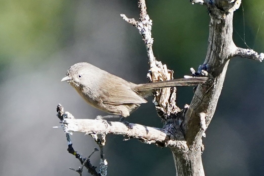 Wrentit - Kenneth Mamitsuka