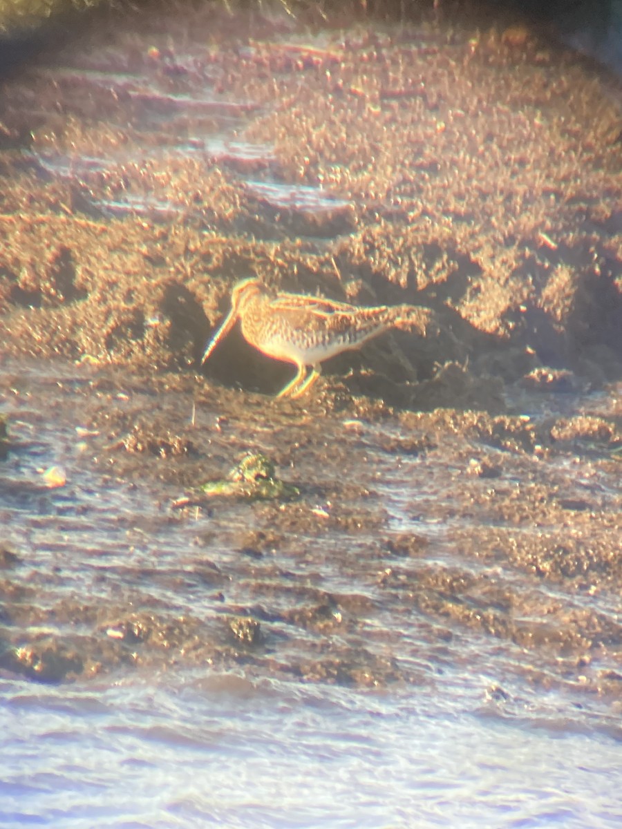 Wilson's Snipe - Jonathan Green