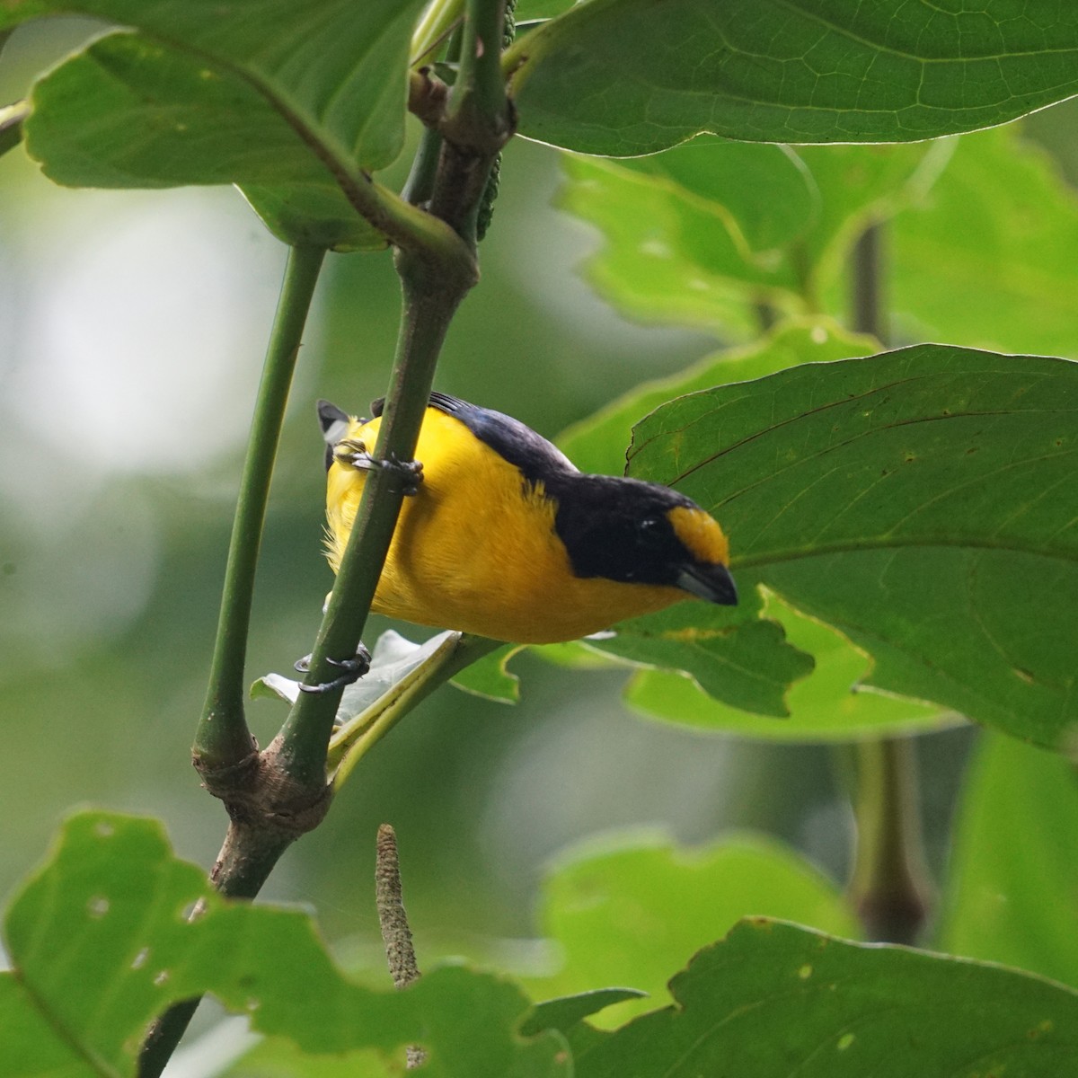 Violaceous Euphonia - Daniel M Haddad - RJ