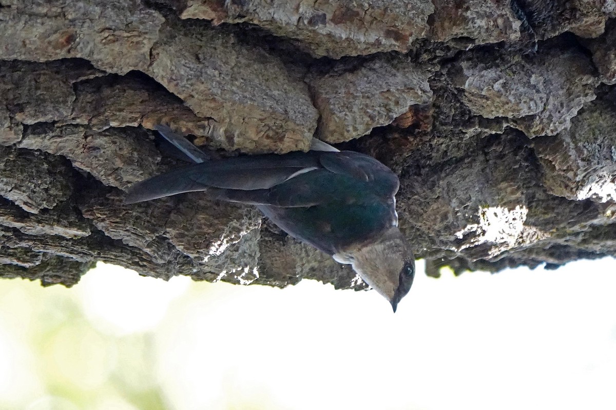 Violet-green Swallow - Edward Rooks