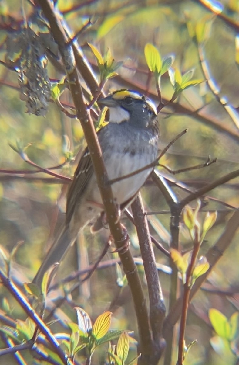 White-throated Sparrow - Zakary L’Abbé-Larivière