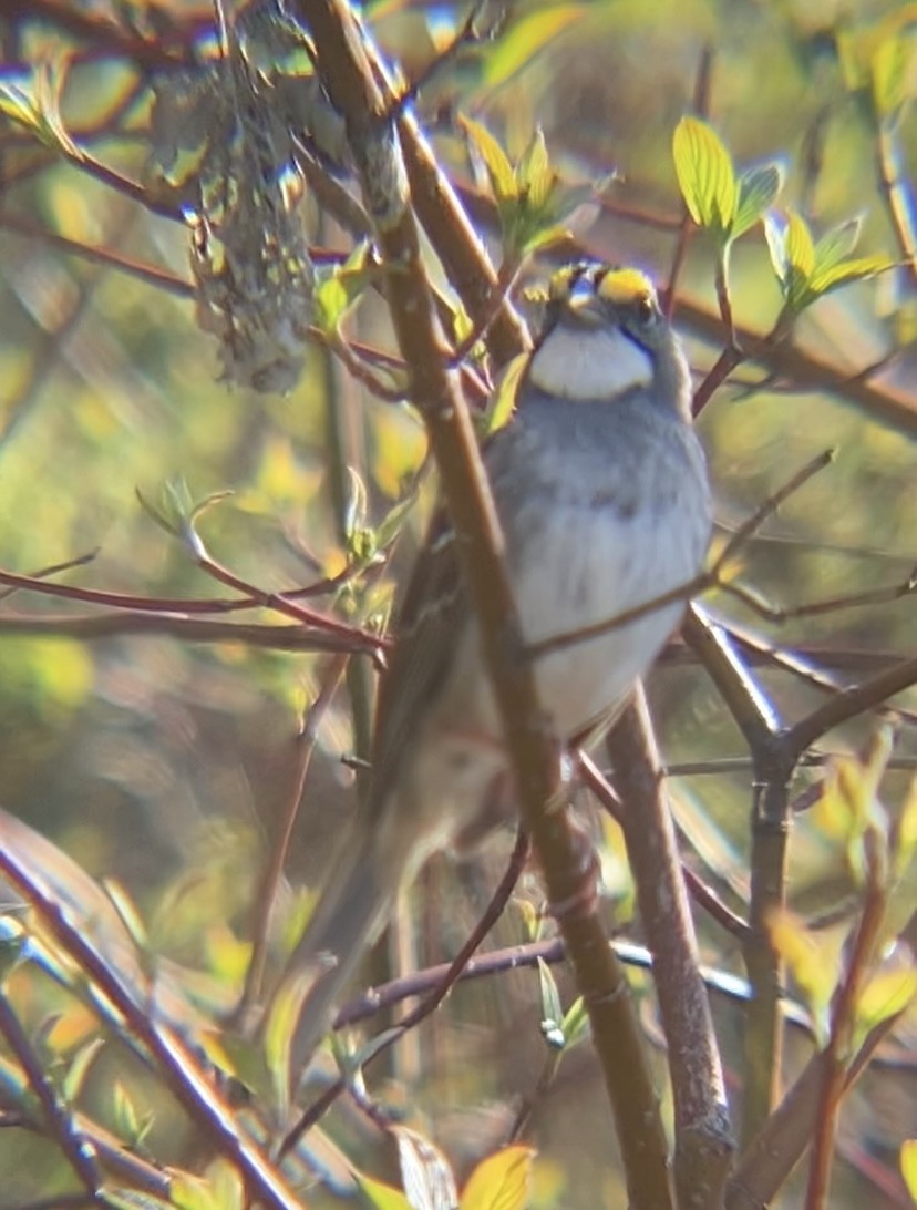 White-throated Sparrow - Zakary L’Abbé-Larivière