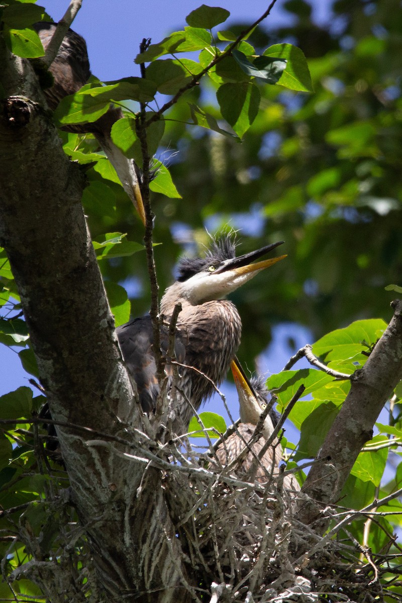 Great Blue Heron - ML619315643