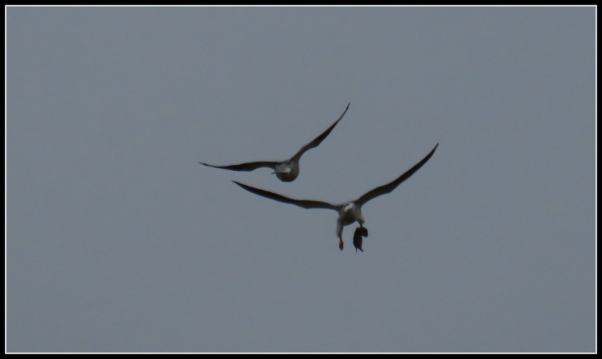 White-tailed Kite - Peter Gordon