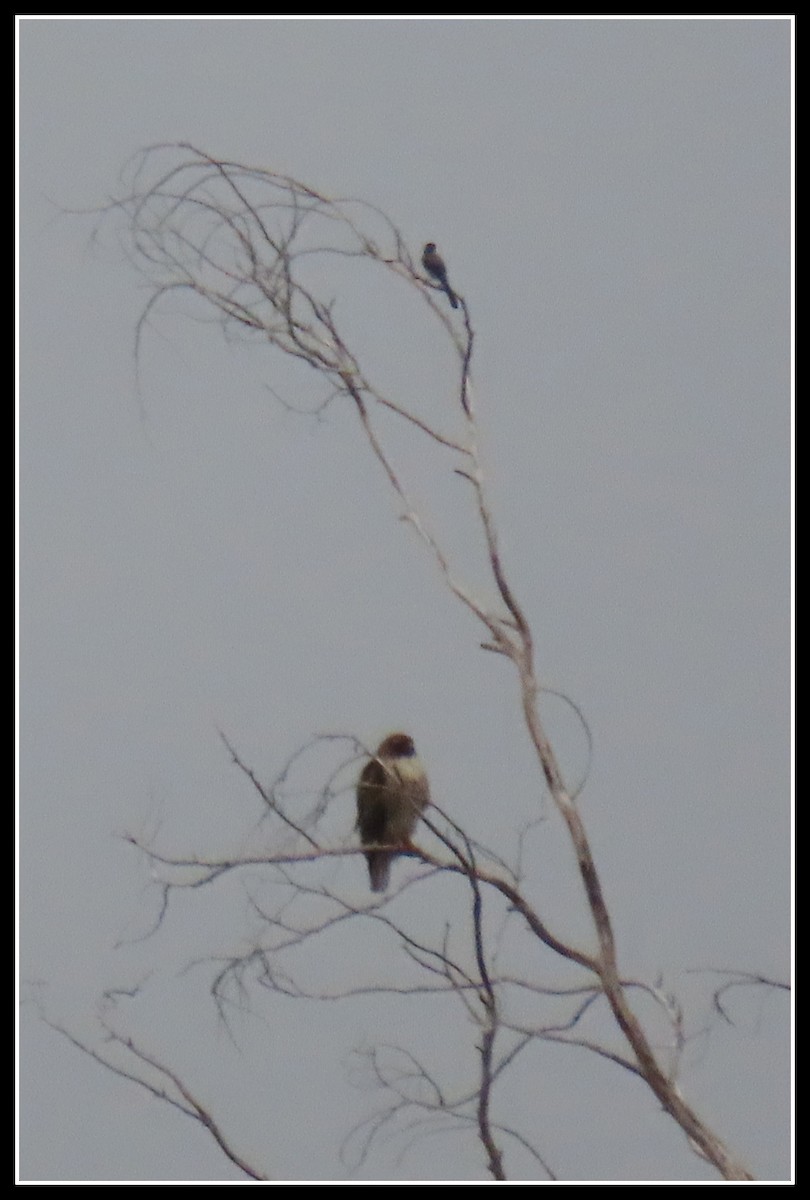 Red-tailed Hawk - Peter Gordon