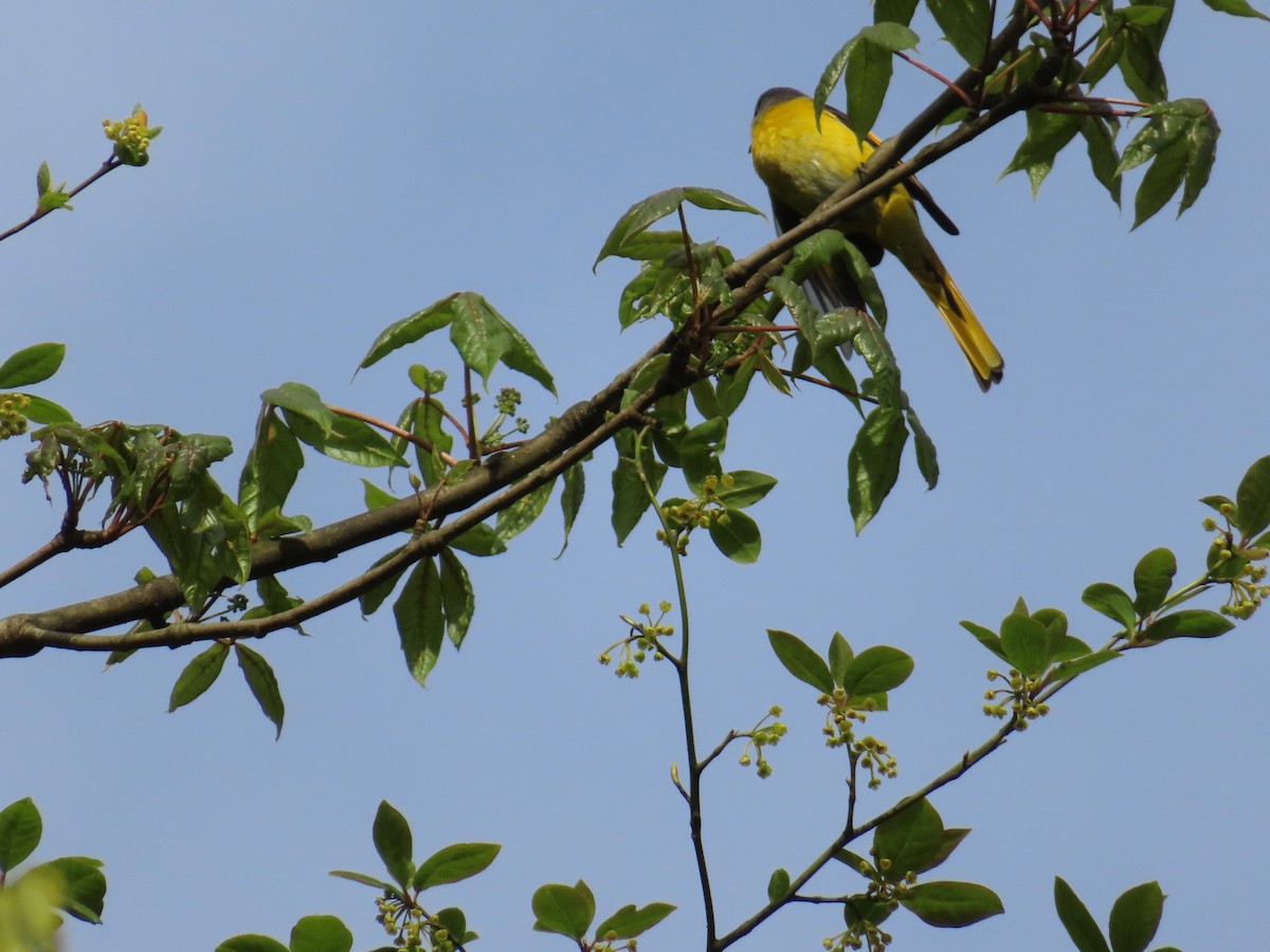 Long-tailed Minivet - Rudolf Koes