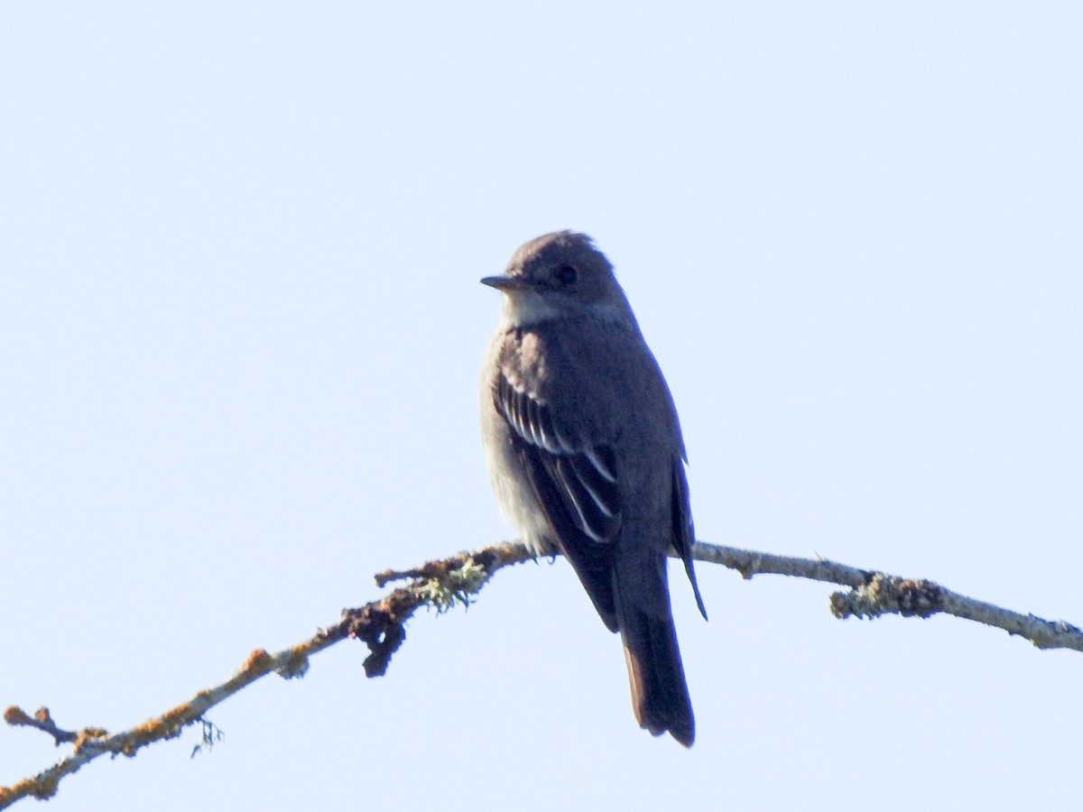 Western Wood-Pewee - David Baird