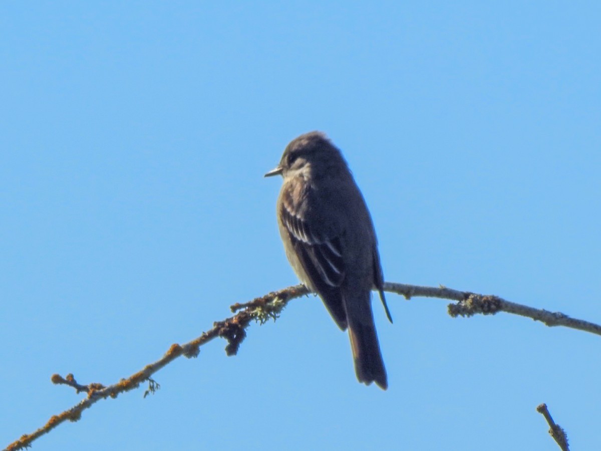 Western Wood-Pewee - David Baird