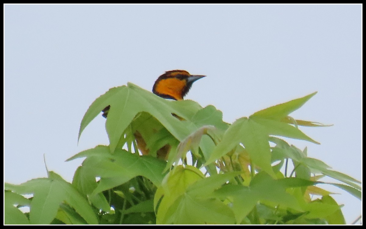 Bullock's Oriole - Peter Gordon