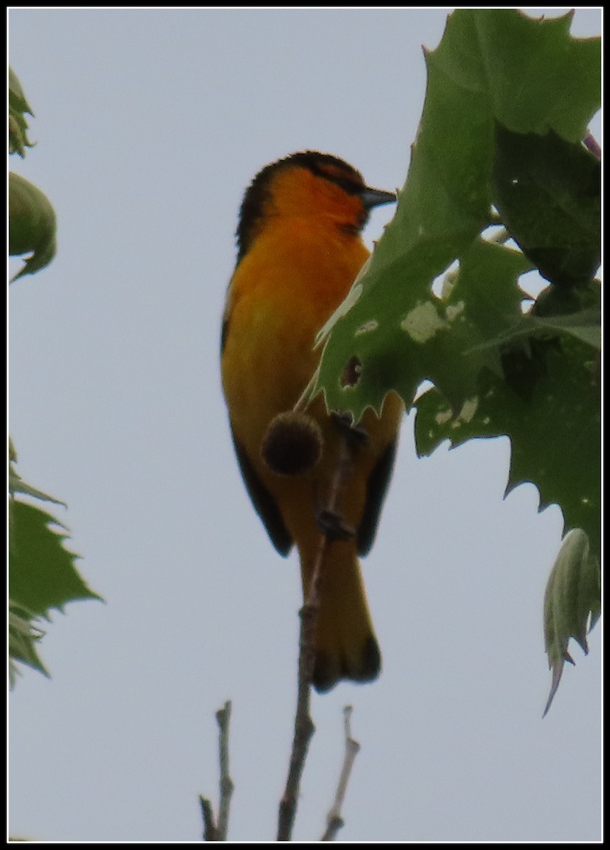 Bullock's Oriole - ML619315694